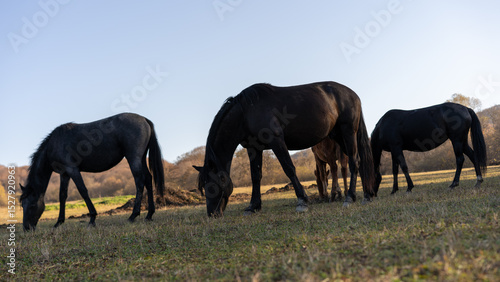 Horses grazing peacefully in a sunny meadow during early morning hours