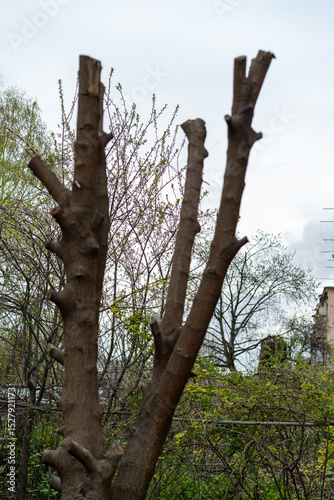 Tree stump with several branches in a city park during overcast weather with greenery in the background