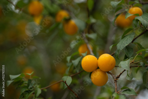 Oranges grow abundantly on branches in a lush orchard during the sunny afternoon