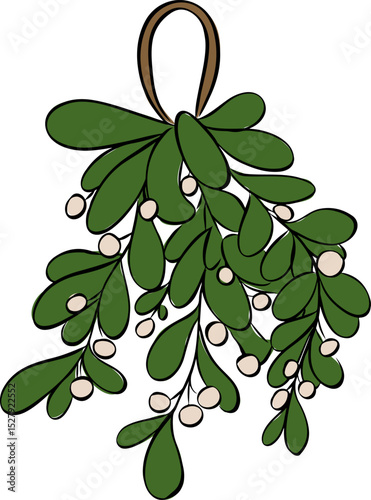 Omela, Holly, Mistletoe or Viscum Album bunch isolated on transparent background. Vector graphic line ink illustration. Christmas celebration. Happy new year. For logo, web, package, sticker.