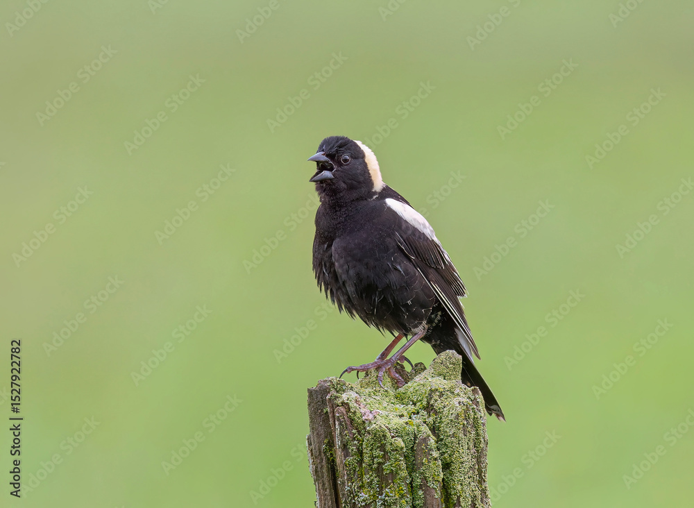 Obraz premium Bobolink male perched on a fence post in Ottawa, Canada