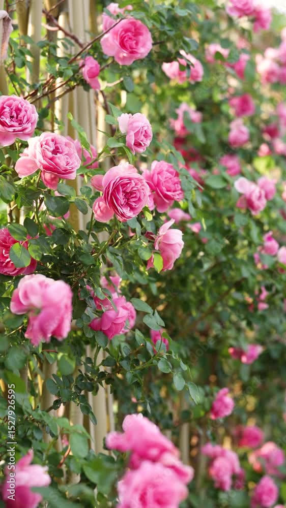 Roses planted in the park Roses planted in the park
