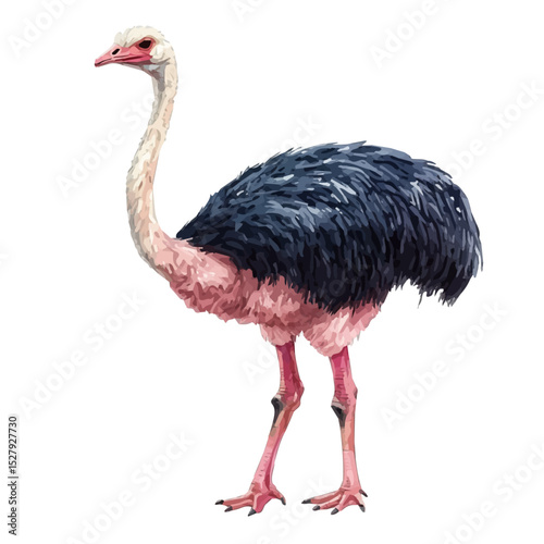 Ostrich, watercolor vector, high quality, isolated on a white background.