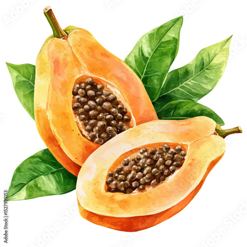 Papaya, watercolor clipart vector, high quality, isolated on a white background.
