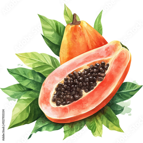 watercolor of Papaya, vector high quality, isolated on a white background.