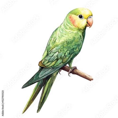 Parakeet, watercolor clipart vector, high quality, isolated on a white background.