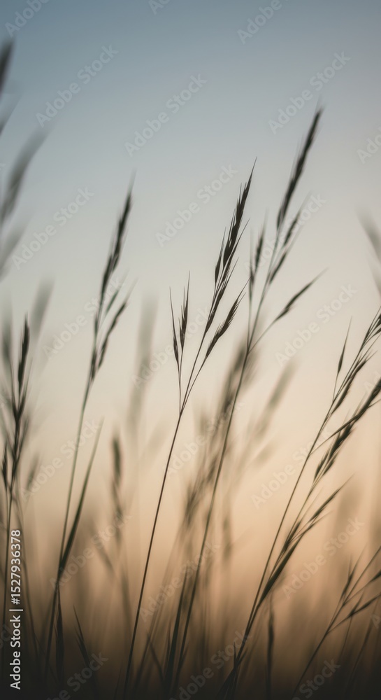 Obraz premium Serene Sunset Silhouette: Tall Grasses Swaying Gently in the Golden Hour Light