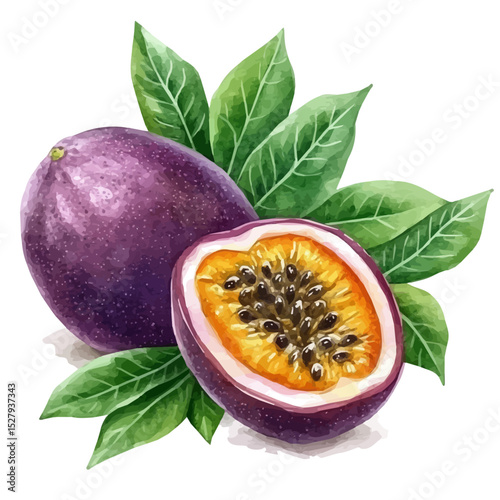 Passion Fruit, watercolor clipart vector, high quality, isolated on a white background.
