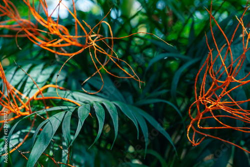 Dodder Genus Cuscuta is parasitic and totally dependent on other host plants for survival