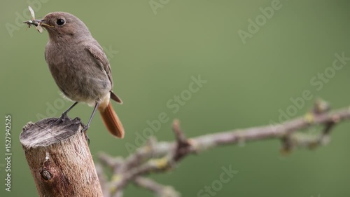A common red start in the wild