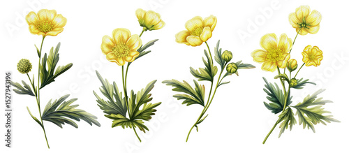 Foto Illustration set of 4 buttercup flowers in watercolor style