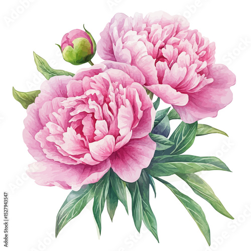 Peony Bouquet, watercolor clipart vector, high quality, isolated on a white background.