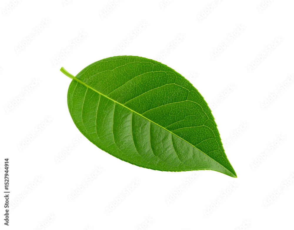 Obraz premium Detailed closeup of a vibrant green leaf with prominent veins and a short stem