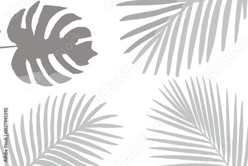 Tropical leaves shadow overlay with Monstera Deliciosa and palm fronds on a white background creates a natural decorative element