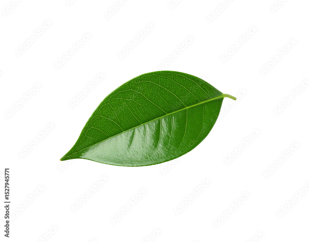 Obraz premium Glossy Green Leaf with Prominent Veins and Pointed Tip Isolated