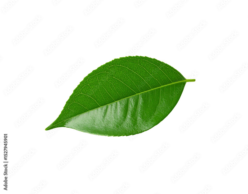 Obraz premium Glossy Green Leaf with Prominent Veins and Serrated Edges Isolated
