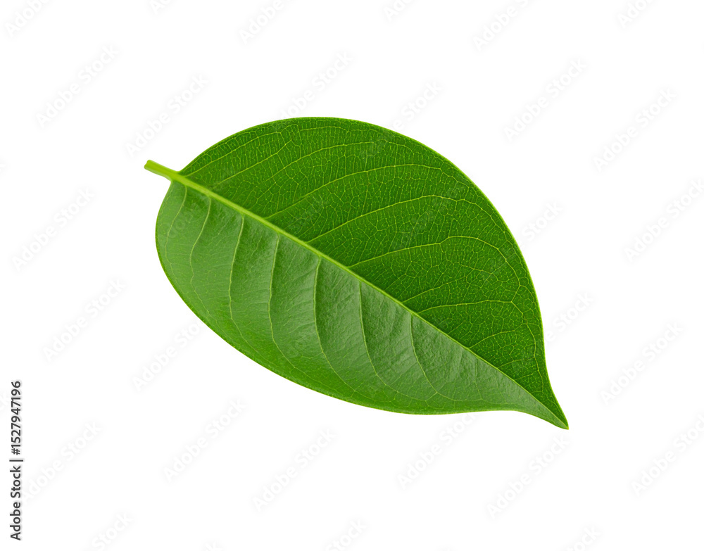 Obraz premium Single vibrant green leaf showing detailed venation and smooth edges