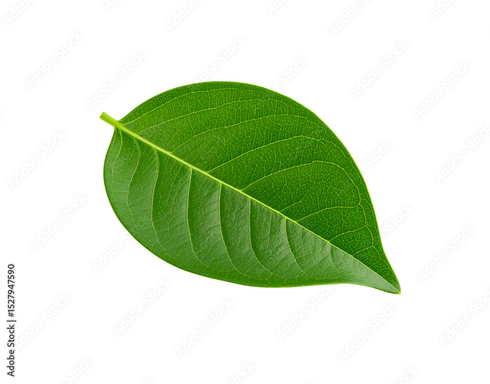 Obraz premium Single vibrant green leaf with detailed venation and smooth edges (1)