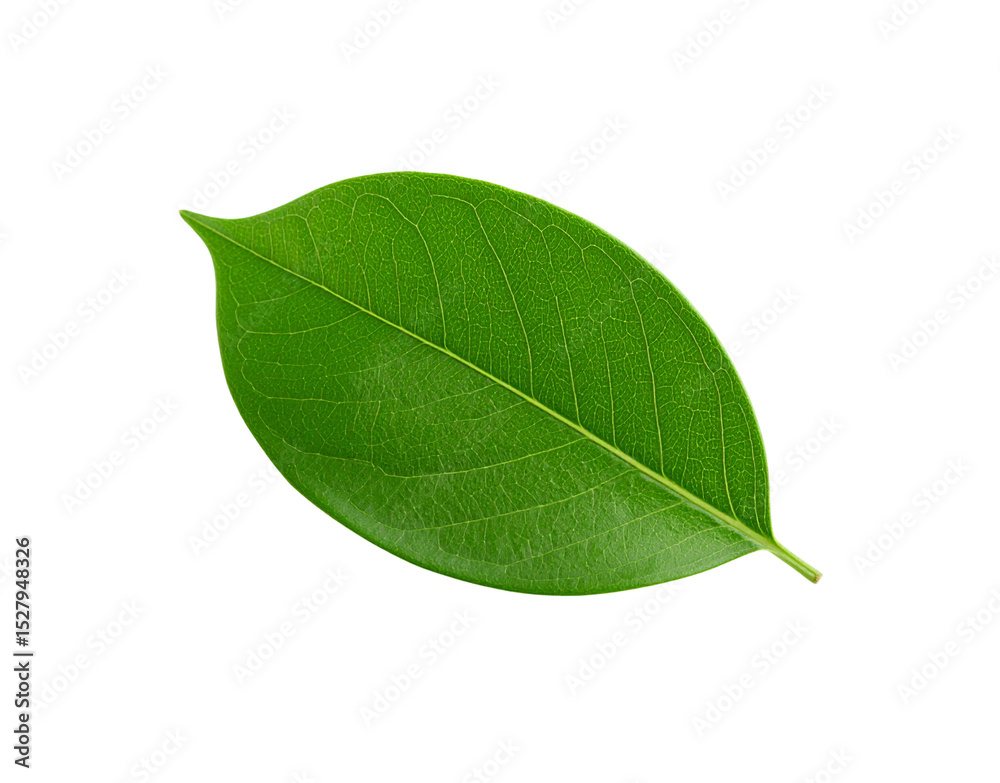 Obraz premium Single vibrant green leaf with intricate vein patterns and pointed tip