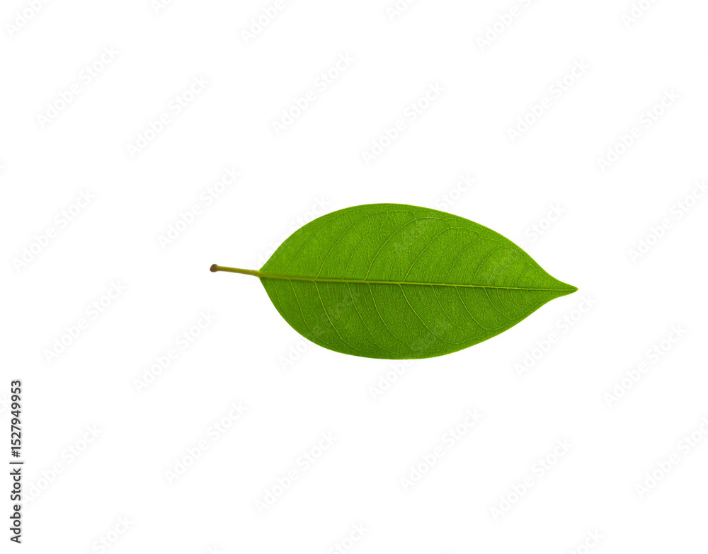 Fototapeta premium Translucent green leaf with visible veins and a short stem centered