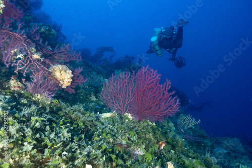 Parete di una secca ricoperta de gorgonie rosse, Paramuricea clavata e sub con rebreather e DPV