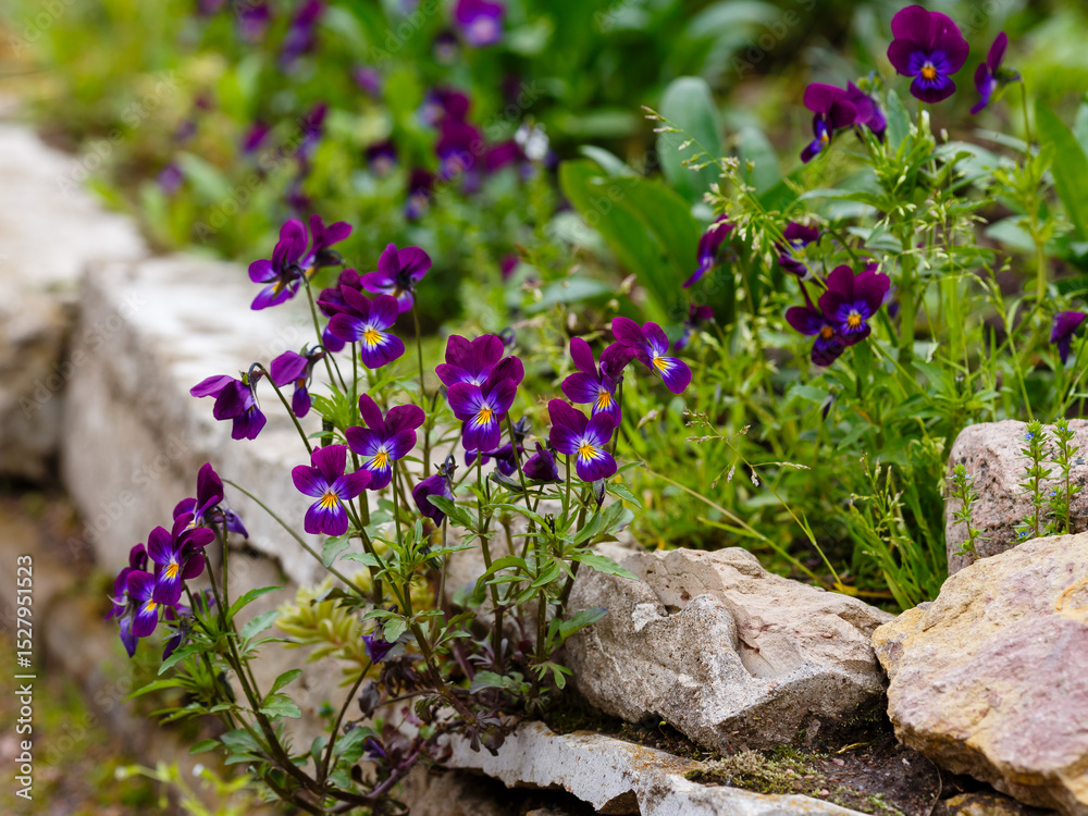 Ταπετσαρία Pansy (Latin- Viola tricolor ) is a herbaceous annual or biennial ( rarely peren