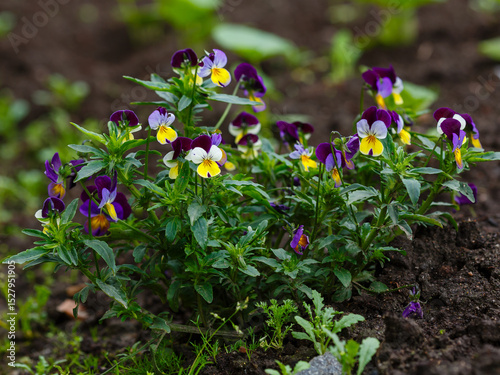 Pansy (Latin- Viola tricolor ) is a herbaceous annual or biennial ( rarely perennial ) plant 
