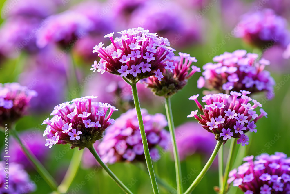 Obraz premium Verbena generative ai