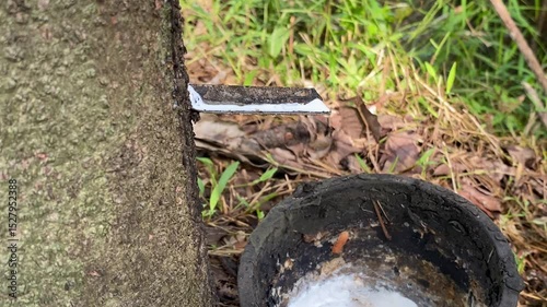 Wallpaper Mural Weathered Cup Filled with Raw Latex Torontodigital.ca