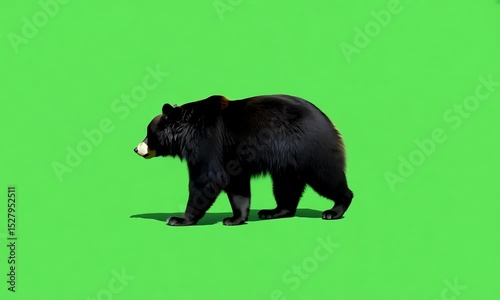 Asian Black Bear Walking on Green Screen: Majestic Wildlife Animal Stock Video
