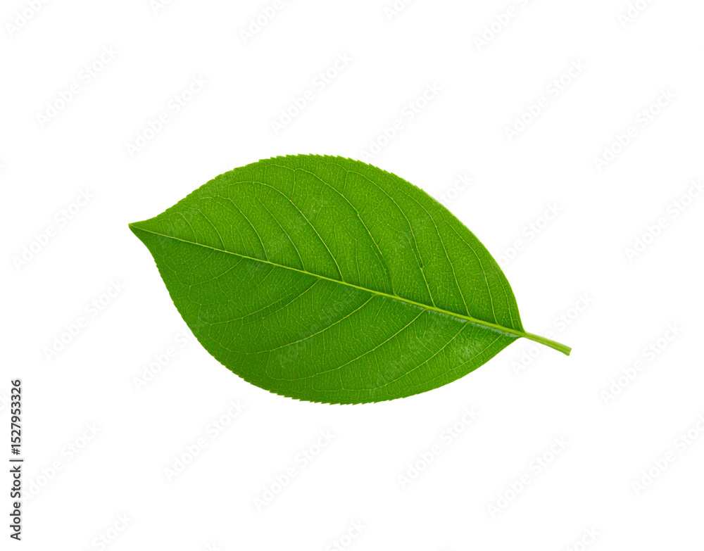 Obraz premium Vibrant green leaf with detailed venation and serrated edges isolated on transparency