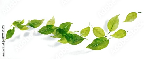 The vibrant green leaves arranged artistically on a clean white background.