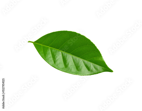 Vibrant green leaf with detailed venation and smooth edges isolated (4)