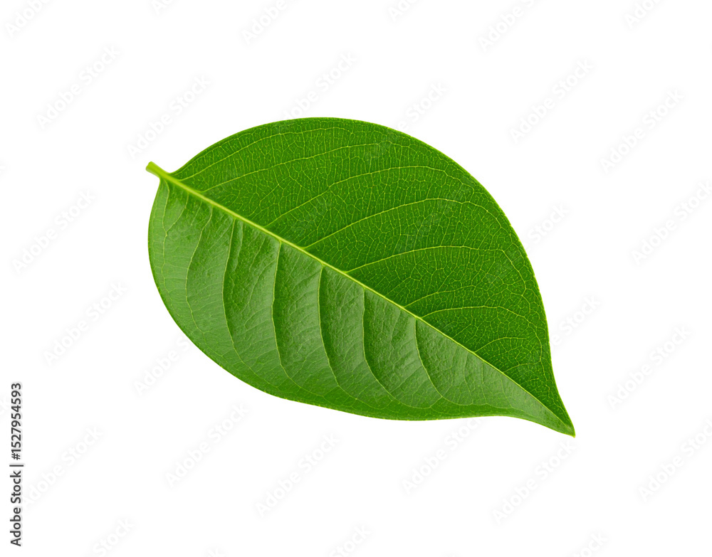 Obraz premium Vibrant green leaf with detailed venation and smooth edges isolated on transparency