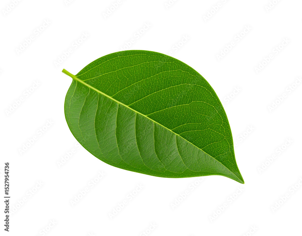 Obraz premium Vibrant green leaf with detailed venation and smooth edges isolated (10)