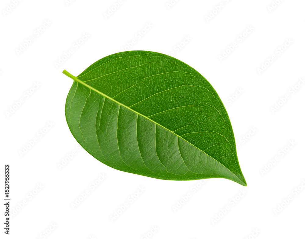 Obraz premium Vibrant green leaf with detailed venation isolated on transparent background