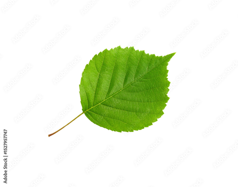 Fototapeta premium Vibrant green leaf with intricate veins and serrated edges isolated against transparency