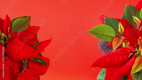 Red poinsettia.Growing and care of poinsettia.Christmas star flower on red background close up. Christmas star wallpaper with copy space. 4k footage
