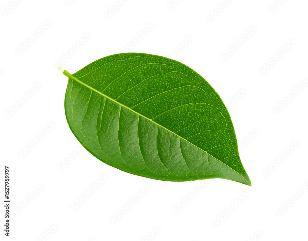 Obraz premium Vibrant green leaf with prominent veins and smooth edges isolated on transparent