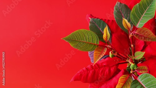 Red poinsettia on red background. Christmas star wallpaper with copy space.Christmas background in red and green tones. 4k footage