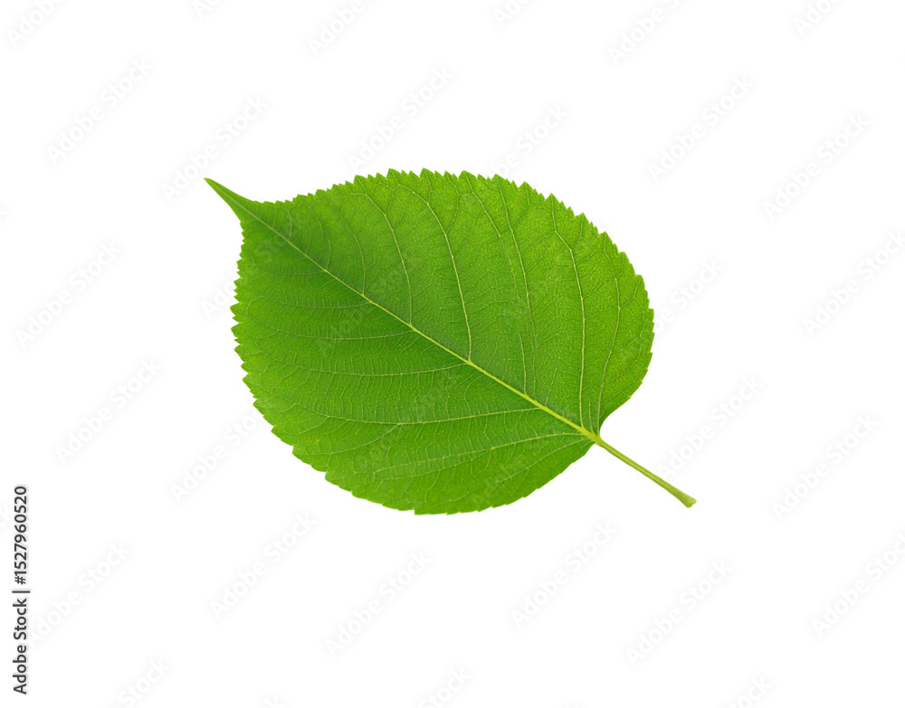 Obraz premium Vibrant green leaf with serrated edges and prominent veins isolated (1)