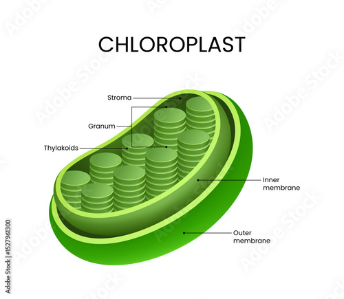 Structure and Components of Chloroplasts
