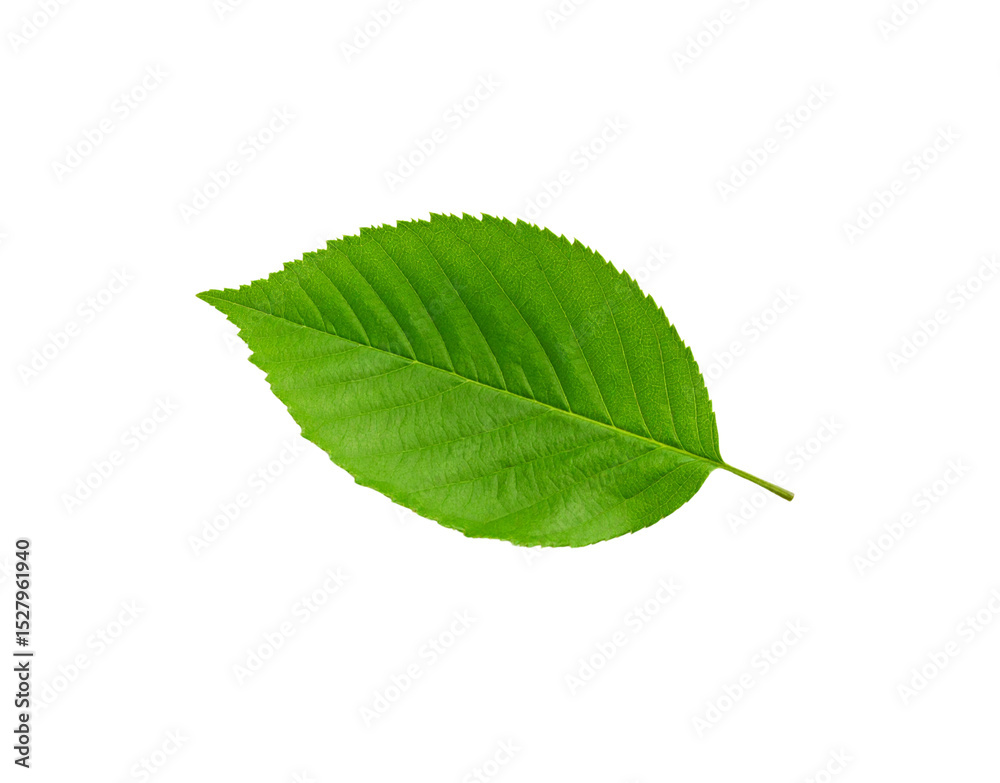 Obraz premium Vibrant green leaf with serrated edges and prominent veins isolated on transparency (2)