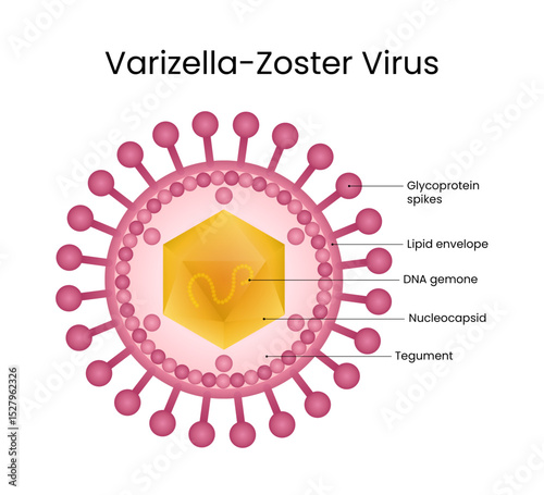 Varicella Zoster Virus Structure Diagram