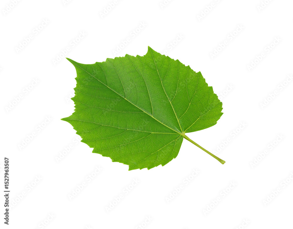 Fototapeta premium Vibrant Green Linden Leaf with Serrated Edges and Prominent Veins (2)