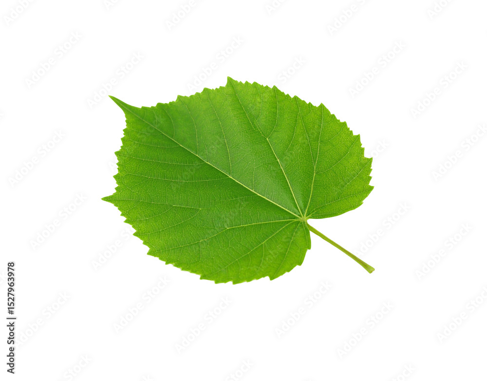 Fototapeta premium Vibrant green linden leaf with serrated edges and prominent veins