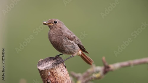 A common red start in the wild