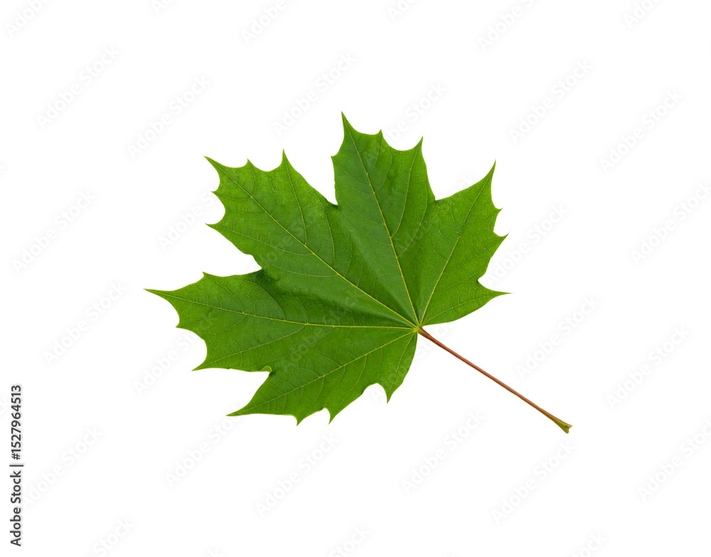 Vibrant Green Maple Leaf with Detailed Veins and ReddishBrown Stem Vibrant Green Maple Leaf with Detailed Veins and ReddishBrown Stem