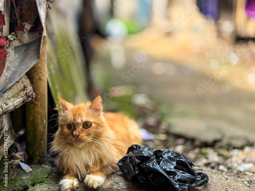 a cat is sitting on the side of the alley road 