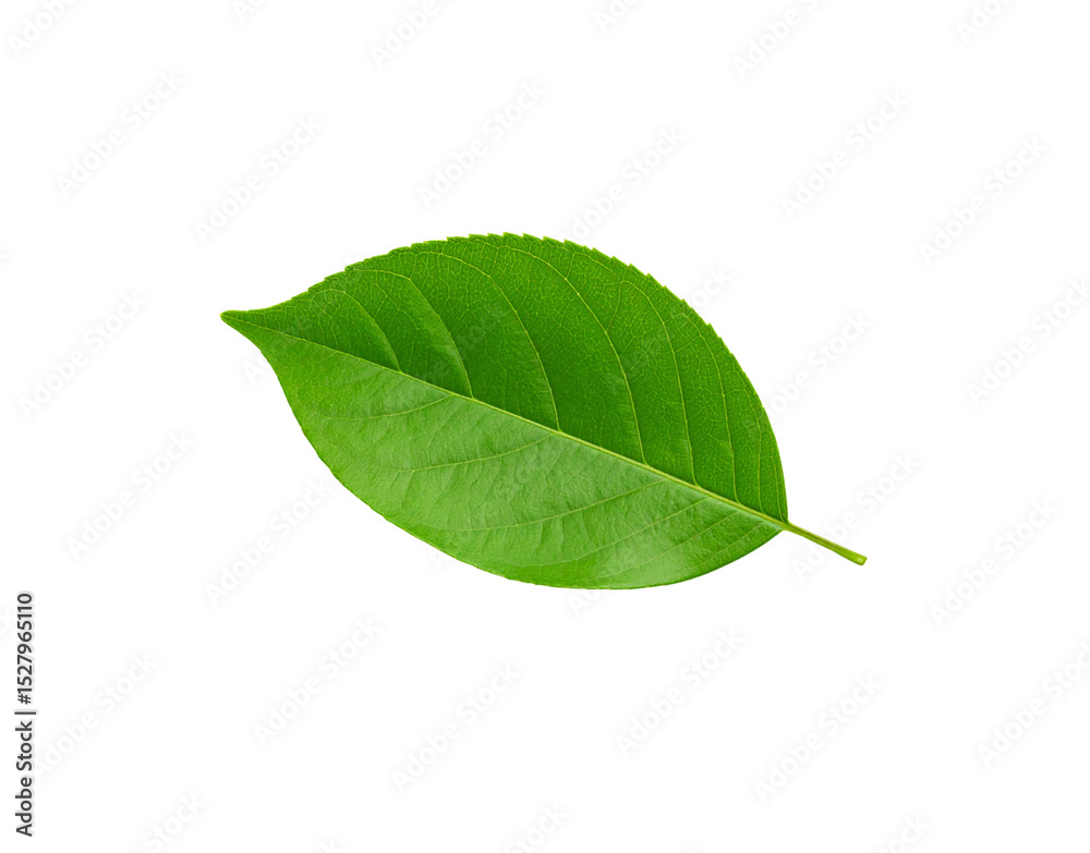 Fototapeta premium Vivid green leaf with intricate vein patterns and serrated edges isolated